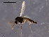  (Limnophyes pentaplastus - CH-OSF151)  @13 [ ] CreativeCommons - Attribution Non-Commercial Share-Alike (2011) NTNU Museum of Natural History and Archaeology NTNU Museum of Natural History and Archaeology