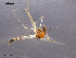  (Zavrelimyia sp. 2ES - CH-OSF163)  @13 [ ] CreativeCommons - Attribution Non-Commercial Share-Alike (2011) NTNU Museum of Natural History and Archaeology NTNU Museum of Natural History and Archaeology