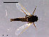  ( - CH-OSF166)  @13 [ ] CreativeCommons - Attribution Non-Commercial Share-Alike (2011) NTNU Museum of Natural History and Archaeology NTNU Museum of Natural History and Archaeology