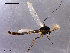  ( - CH-OSF180)  @13 [ ] CreativeCommons - Attribution Non-Commercial Share-Alike (2011) NTNU Museum of Natural History and Archaeology NTNU Museum of Natural History and Archaeology