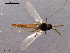  ( - CH-OSF22)  @13 [ ] CreativeCommons - Attribution Non-Commercial Share-Alike (2011) NTNU Museum of Natural History and Archaeology NTNU Museum of Natural History and Archaeology