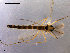  ( - CH-OSF36)  @14 [ ] CreativeCommons - Attribution Non-Commercial Share-Alike (2011) NTNU Museum of Natural History and Archaeology NTNU Museum of Natural History and Archaeology