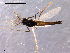  (Limnophyes sp. 8ES - CH-OSF55)  @13 [ ] CreativeCommons - Attribution Non-Commercial Share-Alike (2011) NTNU Museum of Natural History and Archaeology NTNU Museum of Natural History and Archaeology