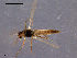  (Thienemannia - CH-OSF66)  @13 [ ] CreativeCommons - Attribution Non-Commercial Share-Alike (2011) NTNU Museum of Natural History and Archaeology NTNU Museum of Natural History and Archaeology
