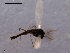  (Limnophyes sp. 10ES - CH-OSF69)  @13 [ ] CreativeCommons - Attribution Non-Commercial Share-Alike (2011) NTNU Museum of Natural History and Archaeology NTNU Museum of Natural History and Archaeology