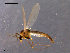  (Bryophaenocladius - CH-OSF78)  @15 [ ] CreativeCommons - Attribution Non-Commercial Share-Alike (2011) NTNU Museum of Natural History and Archaeology NTNU Museum of Natural History and Archaeology