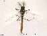 (Paracladius alpicola - Finnmark401)  @13 [ ] CreativeCommons - Attribution Non-Commercial Share-Alike (2012) NTNU Museum of Natural History and Archaeology NTNU Museum of Natural History and Archaeology