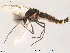  (Procladius dentus - Finnmark459)  @14 [ ] CreativeCommons - Attribution Non-Commercial Share-Alike (2012) NTNU Museum of Natural History and Archaeology NTNU Museum of Natural History and Archaeology