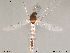  (Ablabesmyia monilis - Finnmark508)  @14 [ ] CreativeCommons - Attribution Non-Commercial Share-Alike (2012) NTNU Museum of Natural History and Archaeology NTNU Museum of Natural History and Archaeology