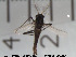  (Smittia sp. 18ES - Finnmark550)  @12 [ ] CreativeCommons - Attribution Non-Commercial Share-Alike (2012) NTNU Museum of Natural History and Archaeology NTNU Museum of Natural History and Archaeology