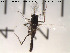  (Smittia sp. 9ES - Finnmark552)  @11 [ ] CreativeCommons - Attribution Non-Commercial Share-Alike (2012) NTNU Museum of Natural History and Archaeology NTNU Museum of Natural History and Archaeology