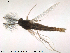  (Hydrosmittia ruttneri - Finnmark587)  @12 [ ] CreativeCommons - Attribution Non-Commercial Share-Alike (2012) NTNU Museum of Natural History and Archaeology NTNU Museum of Natural History and Archaeology