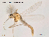  (Parametriocnemus lundbeckii - Finnmark599)  @13 [ ] CreativeCommons - Attribution Non-Commercial Share-Alike (2012) NTNU Museum of Natural History and Archaeology NTNU Museum of Natural History and Archaeology