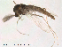  (Cricotopus osellai - Finnmark609)  @13 [ ] CreativeCommons - Attribution Non-Commercial Share-Alike (2012) NTNU Museum of Natural History and Archaeology NTNU Museum of Natural History and Archaeology