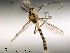  ( - Finnmark616)  @13 [ ] CreativeCommons - Attribution Non-Commercial Share-Alike (2012) NTNU Museum of Natural History and Archaeology NTNU Museum of Natural History and Archaeology