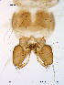  ( - Finnmark629)  @13 [ ] CreativeCommons - Attribution Non-Commercial Share-Alike (2012) NTNU Museum of Natural History and Archaeology NTNU Museum of Natural History and Archaeology