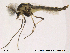  (Cricotopus ornatus - Finnmark635)  @14 [ ] CreativeCommons - Attribution Non-Commercial Share-Alike (2012) NTNU Museum of Natural History and Archaeology NTNU Museum of Natural History and Archaeology