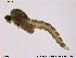  (Orthocladius sp. 18TE - Finnmark822)  @11 [ ] CreativeCommons - Attribution Non-Commercial Share-Alike (2014) NTNU University Museum, Department of Natural History NTNU University Museum, Department of Natural History