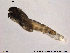  (Hydrosmittia sp. 2ES - Finnmark830)  @12 [ ] CreativeCommons - Attribution Non-Commercial Share-Alike (2014) NTNU University Museum, Department of Natural History NTNU University Museum, Department of Natural History