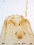  ( - Finnmark103)  @12 [ ] CreativeCommons - Attribution Non-Commercial Share-Alike (2012) NTNU Museum of Natural History and Archaeology NTNU Museum of Natural History and Archaeology