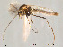  (Cricotopus polaris - Finnmark127)  @13 [ ] CreativeCommons - Attribution Non-Commercial Share-Alike (2012) NTNU Museum of Natural History and Archaeology NTNU Museum of Natural History and Archaeology