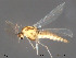  (Krenosmittia - Finnmark153)  @14 [ ] CreativeCommons - Attribution Non-Commercial Share-Alike (2012) NTNU Museum of Natural History and Archaeology NTNU Museum of Natural History and Archaeology