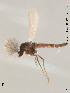  ( - Finnmark172)  @13 [ ] CreativeCommons - Attribution Non-Commercial Share-Alike (2012) NTNU Museum of Natural History and Archaeology NTNU Museum of Natural History and Archaeology