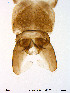  ( - Finnmark175)  @12 [ ] CreativeCommons - Attribution Non-Commercial Share-Alike (2012) NTNU Museum of Natural History and Archaeology NTNU Museum of Natural History and Archaeology