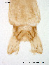  ( - Finnmark18)  @12 [ ] CreativeCommons - Attribution Non-Commercial Share-Alike (2012) NTNU Museum of Natural History and Archaeology NTNU Museum of Natural History and Archaeology