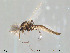  (Cricotopus laricomalis - Finnmark233)  @14 [ ] CreativeCommons - Attribution Non-Commercial Share-Alike (2012) NTNU Museum of Natural History and Archaeology NTNU Museum of Natural History and Archaeology