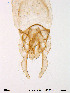  ( - Finnmark239)  @12 [ ] CreativeCommons - Attribution Non-Commercial Share-Alike (2012) NTNU Museum of Natural History and Archaeology NTNU Museum of Natural History and Archaeology