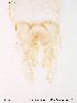  ( - Finnmark244)  @12 [ ] CreativeCommons - Attribution Non-Commercial Share-Alike (2012) NTNU Museum of Natural History and Archaeology NTNU Museum of Natural History and Archaeology