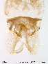  (Orthocladius lapponicus - Finnmark248)  @12 [ ] CreativeCommons - Attribution Non-Commercial Share-Alike (2012) NTNU Museum of Natural History and Archaeology NTNU Museum of Natural History and Archaeology