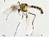  (Cricotopus pulchripes - Finnmark253)  @14 [ ] CreativeCommons - Attribution Non-Commercial Share-Alike (2012) NTNU Museum of Natural History and Archaeology NTNU Museum of Natural History and Archaeology