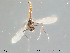 (Psilometriocnemus - Finnmark283)  @12 [ ] CreativeCommons - Attribution Non-Commercial Share-Alike (2012) NTNU Museum of Natural History and Archaeology NTNU Museum of Natural History and Archaeology