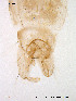  (Cricotopus skirwithensis - Finnmark31)  @12 [ ] CreativeCommons - Attribution Non-Commercial Share-Alike (2012) NTNU Museum of Natural History and Archaeology NTNU Museum of Natural History and Archaeology
