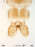  ( - Finnmark345)  @12 [ ] CreativeCommons - Attribution Non-Commercial Share-Alike (2012) NTNU Museum of Natural History and Archaeology NTNU Museum of Natural History and Archaeology