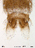  (Cricotopus sp. 5ES - Finnmark356)  @12 [ ] CreativeCommons - Attribution Non-Commercial Share-Alike (2012) NTNU Museum of Natural History and Archaeology NTNU Museum of Natural History and Archaeology