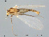  (Lappokiefferiella - Finnmark375)  @13 [ ] CreativeCommons - Attribution Non-Commercial Share-Alike (2012) NTNU Museum of Natural History and Archaeology NTNU Museum of Natural History and Archaeology