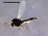  (Parakiefferiella coronata - Finnmark678)  @13 [ ] CreativeCommons - Attribution Non-Commercial Share-Alike (2011) NTNU Museum of Natural History and Archaeology NTNU Museum of Natural History and Archaeology