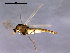  (Parakiefferiella scandica - Finnmark680)  @14 [ ] CreativeCommons - Attribution Non-Commercial Share-Alike (2011) NTNU Museum of Natural History and Archaeology NTNU Museum of Natural History and Archaeology
