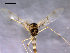  (Thienemannimyia lentiginosa - Finnmark707)  @13 [ ] CreativeCommons - Attribution Non-Commercial Share-Alike (2011) NTNU Museum of Natural History and Archaeology NTNU Museum of Natural History and Archaeology