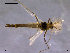  (Psectrocladius sp. 08TE - Finnmark710)  @13 [ ] CreativeCommons - Attribution Non-Commercial Share-Alike (2011) NTNU Museum of Natural History and Archaeology NTNU Museum of Natural History and Archaeology