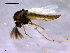  (Psectrocladius sp. 5TE - Finnmark715)  @13 [ ] CreativeCommons - Attribution Non-Commercial Share-Alike (2011) NTNU Museum of Natural History and Archaeology NTNU Museum of Natural History and Archaeology