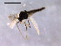  (Limnophyes sp. 13ES - Finnmark726)  @13 [ ] CreativeCommons - Attribution Non-Commercial Share-Alike (2011) NTNU Museum of Natural History and Archaeology NTNU Museum of Natural History and Archaeology