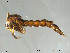  (Anatopyniini - Finnmark740)  @13 [ ] CreativeCommons - Attribution Non-Commercial Share-Alike (2012) NTNU Museum of Natural History and Archaeology NTNU Museum of Natural History and Archaeology