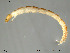 (Trissopelopia - Finnmark783)  @13 [ ] CreativeCommons - Attribution Non-Commercial Share-Alike (2012) NTNU Museum of Natural History and Archaeology NTNU Museum of Natural History and Archaeology