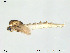  (Heleniella sp. 7ES - Finnmark787)  @12 [ ] CreativeCommons - Attribution Non-Commercial Share-Alike (2012) NTNU Museum of Natural History and Archaeology NTNU Museum of Natural History and Archaeology