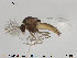  (Corynoneurella - Finnmark856)  @14 [ ] CreativeCommons - Attribution Non-Commercial Share-Alike (2015) NTNU University Museum, Department of Natural History NTNU University Museum, Department of Natural History