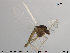  (Thienemanniella sp. 3TE - Finnmark862)  @13 [ ] CreativeCommons - Attribution Non-Commercial Share-Alike (2015) NTNU University Museum, Department of Natural History NTNU University Museum, Department of Natural History